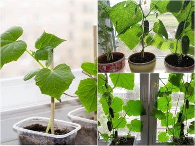 VibeX ® LXI-311 Indoor Cucumber F1 Self-Pollinating - Green Seed(200 per packet)