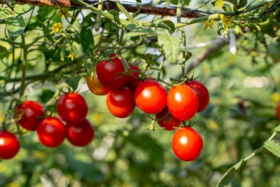 MaliaGarden tomato Seed(90 per packet)