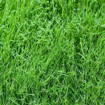GREENSEA Bermuda Grass, Doob Grass, Lawn Grass Seed(30 g)
