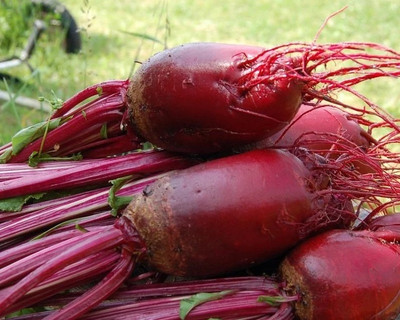 CEZIUS High Growing Beetroot 'Cylindra'-a9F Seed(440 per packet)
