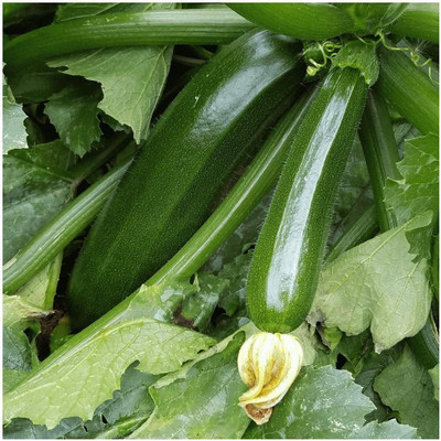 VibeX ® VMR-106 Green Zucchini Summer Squash Seeds Seed(100 per packet)