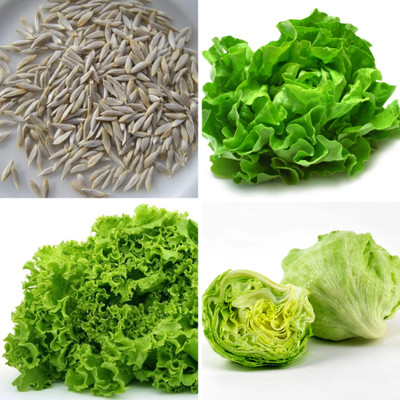 DEYS AGRO ™ salad patta seeds,high germination rate Seed(130 per packet)