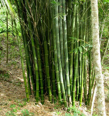 BDSresolve Bamboo Seeds for planting Seed(20 per packet)