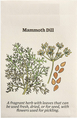 CYBEXIS VVI-4 - Dill Dwarf Fernleaf Herb - (2250 Seeds) Seed(2250 per packet)