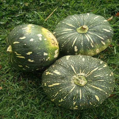 JAYANTAHALDER PUMPKIN , KUMRO, Seed(50 per packet)