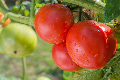Cloud Farm tomato Seed(155 per packet)