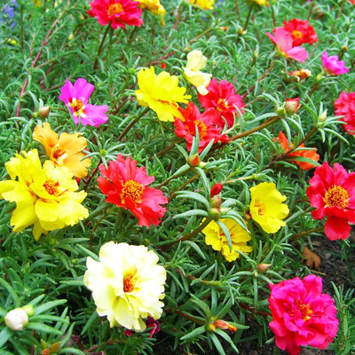 Quentova Portulaca Sunny boy mix-PUAS-10A Seed(75 per packet)
