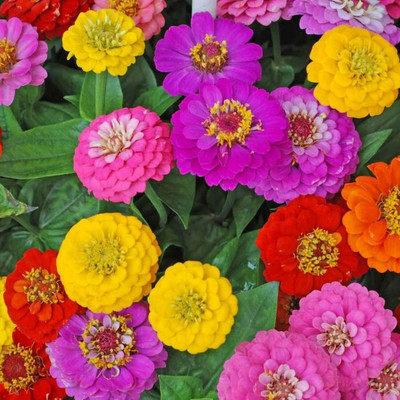 LIFELEX Zinnia Liliput Mixed Colour Seed(21 per packet)