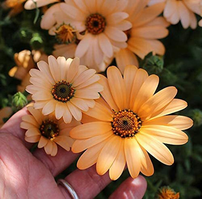 Epazo DIMORPHOTHECA WHITE OPEN POLLINATED Seed(10 per packet)