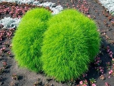 BSARKAR Hybrid kochia/summer cypress seeds Seed(50 per packet)