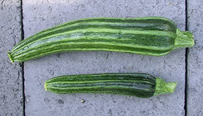 VibeX ® RXI-431 COCOZELLE SQUASH Italian Zucchini Seed(100 per packet)