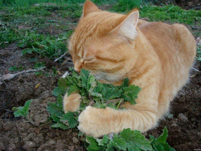 CYBEXIS XL-97 - Catnip Mint - (13500 Seeds) Seed(13500 per packet)