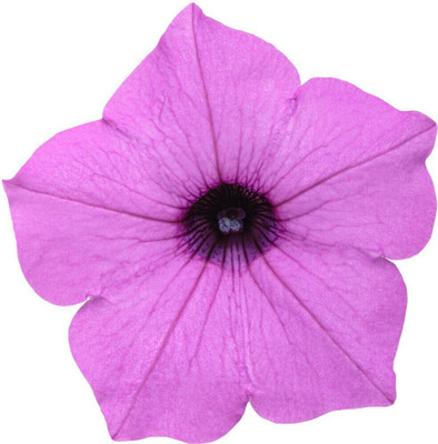 Quentova Jazzberry Petunia hybrid-TKK-2U Seed(75 per packet)