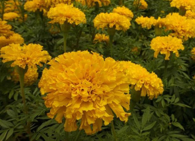 Naaz marigold/gende ka phool flower seeds Seed(25 per packet)