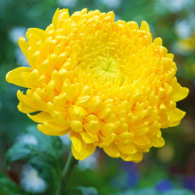Lorvox Chrysanthamum Mix/Chamanti Seed(105 per packet)