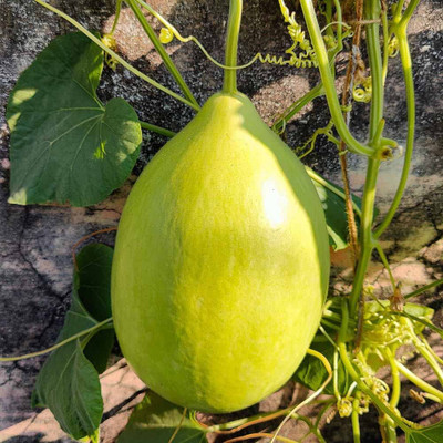 BDSresolve Hybrid round bottle gourd seeds PACK OF 82 Seed(82 per packet)