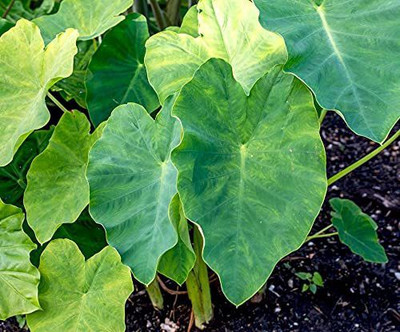 KANAYA Taro Root/Arbi Bulbs Seed(1 per packet)