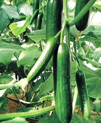 VibeX GUA-32 - Cucumber Non-Bitter and Acid Free - (1350 Seeds) Seed(1350 per packet)