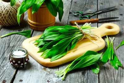 WILLVINE KGF -XVI Ramsons Buckrams Wild Onion [5g] Seed(3000 per packet)