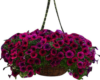 CYBEXIS Petunia - Shock Wave Deep Purple F1 Seeds Seed(1 g)