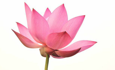 SH ENTERPRISE lotus,kamal gatta Seed(10 per packet)