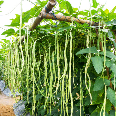 LiveNature Vegetable Plant Seeds | Cowpea Seeds - 50 Seed(1 per packet)