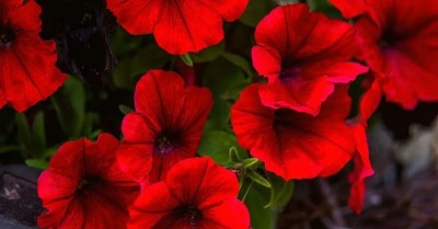 Quentova Red Petunia Flower-GBPUT-7X Seed(100 per packet)