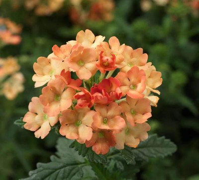 CYBEXIS Tears of Isis400 Seeds Seed(400 per packet)