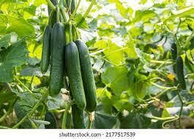 seedkart Cucumber/Keera Seed(40 per packet)