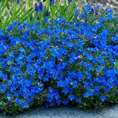 Paudha Allssum royal carpet blue Seed(40 per packet)