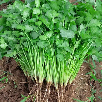 DEYS AGRO ™ hybrid coriander seeds vegetable seeds, dhania|dhaniya for planting Seed(80 per packet)