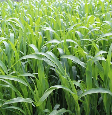 BSARKAR Sudan grass seed Seed(100 per packet)