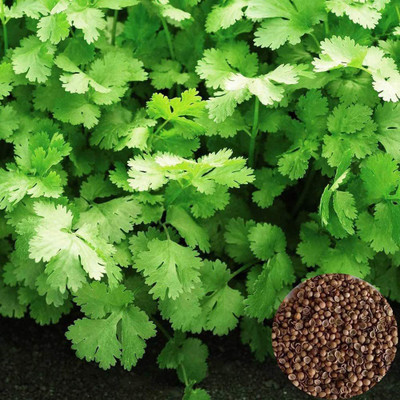 CYBEXIS Fast Germination Multicut Coriander Seeds700 Seeds Seed(700 per packet)