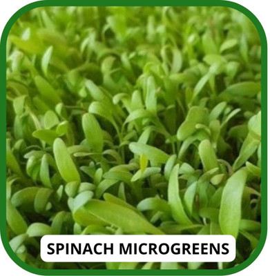Qualtivate XXX-5A SPINACH MICRO GREEN Seed(300 per packet)