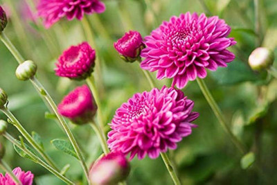 ibains Chrysanthemum flower seeds atifishyal Seed(69 per packet)