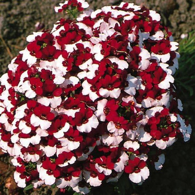 LPR NEMESIA Seed(100 per packet)