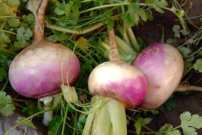 Aywal High Germination Seeds White Purple Top Turnip/Shalgam Seed(75 per packet)
