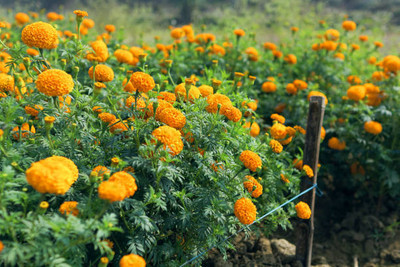 Fratelli Branca marigold,gende ka phool seeds Seed(24 per packet)