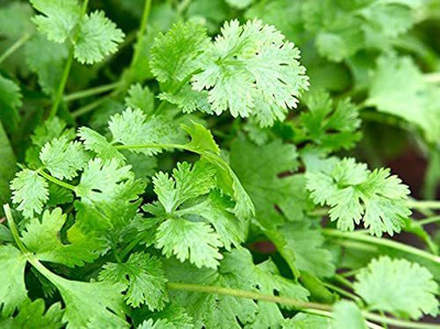KANAYA Coriander Seed(600 per packet)