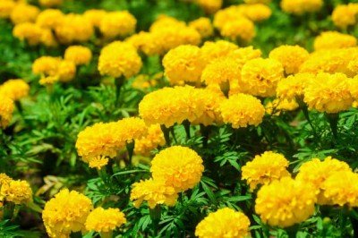 Hench marigold,gende ka phool seeds Seed(21 per packet)