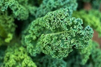 WILLVINE HAR -XVI Blue Curled Scotch Vates Kale [50g] Seed(15000 per packet)