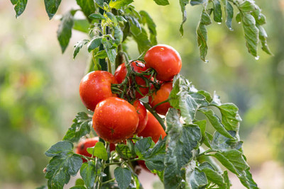 VRAKSHA tomato Seed(155 per packet)