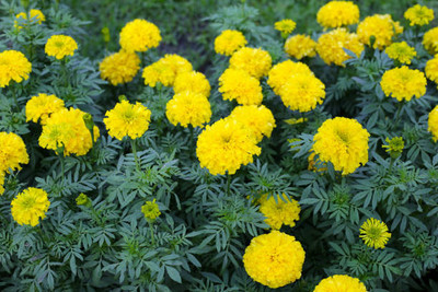 Walled City Shop marigold/gende ka phool flower seeds Seed(75 per packet)