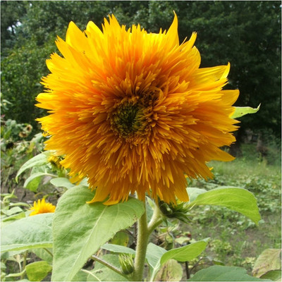 WILLVINE ™ Tall Teddy Sunflower (Helianthus annuus)-2000 SEEDS Seed(2000 per packet)