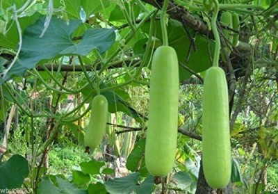 Qualtivate PUA-1A Bottle Gourd Dudhi Sorakaya Lauki Calabash Seed(50 per packet)