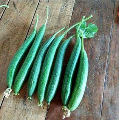 CYBEXIS VXI-87 - SPONGE GOURD TORAI - (100 Seeds) Seed(100 per packet)