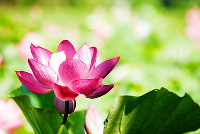 AK AGRO HYBRID SEEDS lotus,kamal gatta Seed(10 per packet)