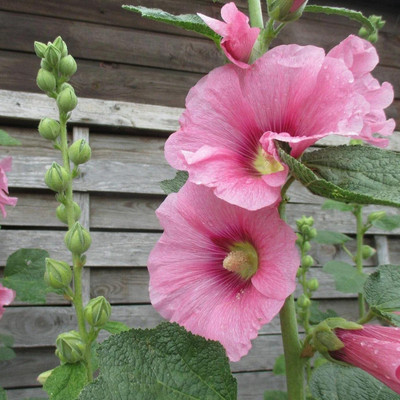 Aywal Hollyhock F1 Dwarf Flower Seeds For Kitchen Gardening Seed(30 per packet)