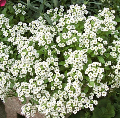 Avysa Sweet Alyssum White Flowers - Lobularia Maritima Seed(50 per packet)