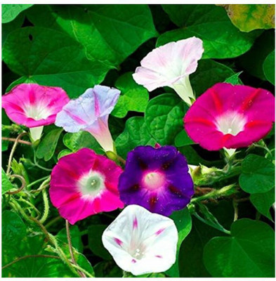 ZIXA IPOMEA FLOWER Seed(60 per packet)